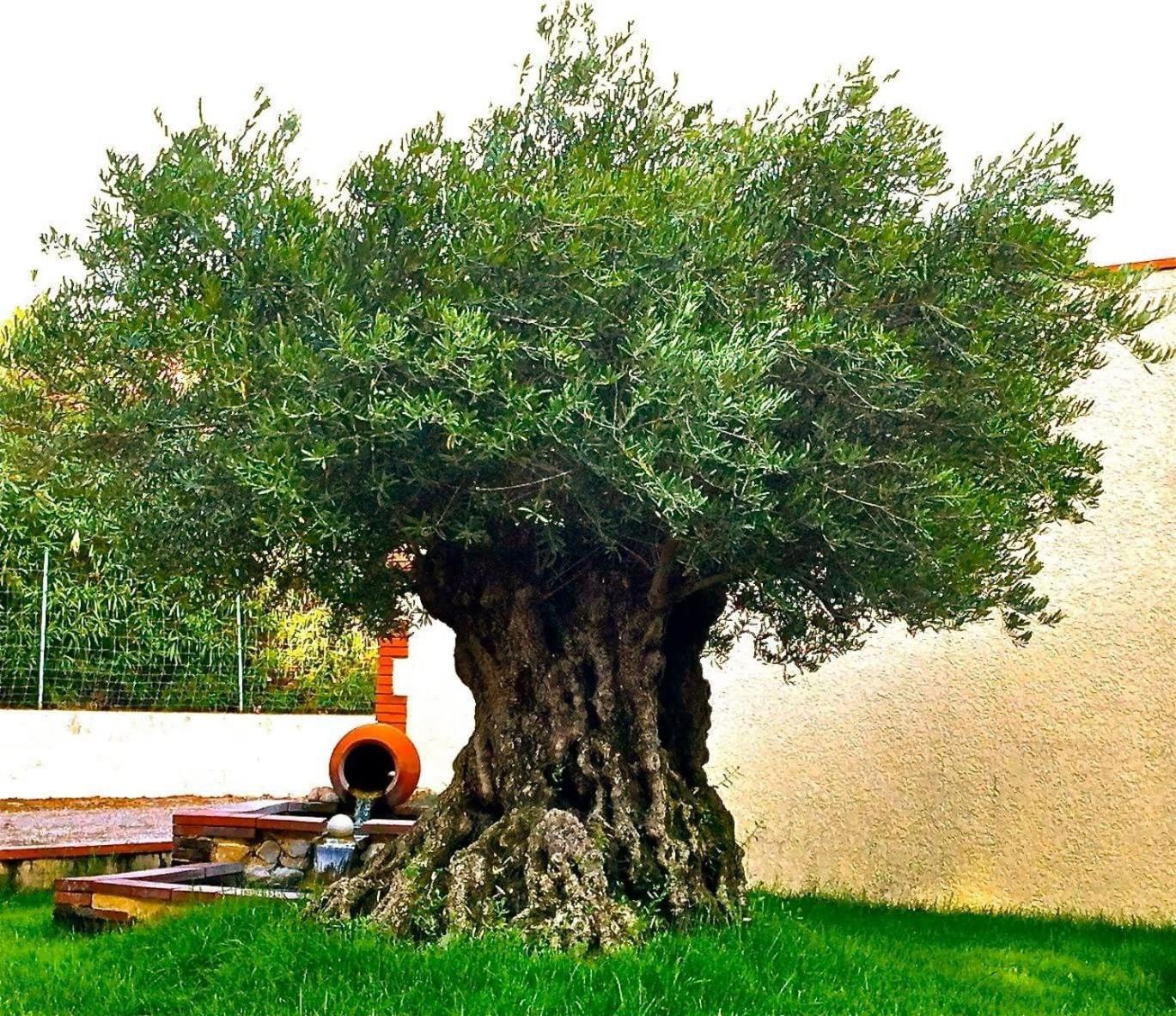 La Cigaliere En Cote Vermeille Latour-Bas-Elne Dış mekan fotoğraf